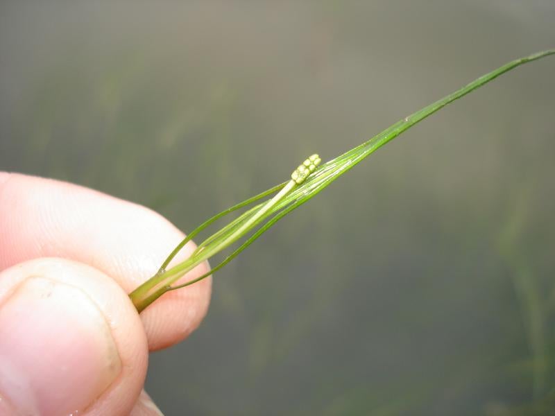 Widgeon Grass Outdoor Alabama
